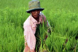  Pengembangan Varietas Padi "Sidenuk" Berhasil