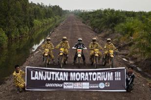 Moratorium Izin Hutan Alam Mendesak Diperpanjang