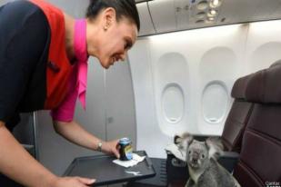 Qantas Beri Penerbangan Kelas Satu untuk Koala