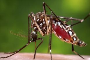 Apa yang Membuat Nyamuk Tertarik Menggigit Anda