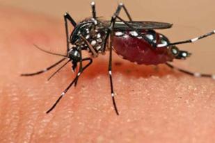 Faktor Genetik Mengapa Nyamuk Menggigit Kita