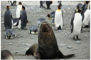 Makin Banyak Anjing Laut Kawin Dengan Penguin