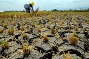 Pakar: Tanah di Indonesia 70 Persen Tidak Subur