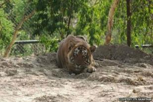 Harimau Pemakan Manusia Dikurung di Kebun Binatang India