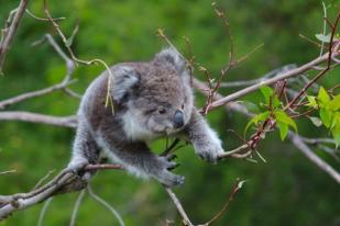 Koala Ditetapkan Sebagai Binatang Terancam di Queensland