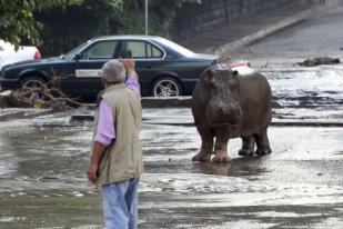 Banjir, Hewan Buas Kabur dan Berkeliaran di Georgia