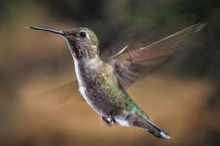 Burung Kolibri Lebih Banyak Miliki Persamaan dengan Lebah