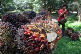 Harga CPO Riau Tertekan Bursa Malaysia