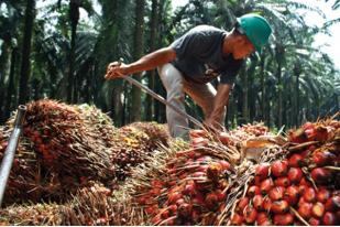  Indonesia Mampu Hasilkan Listrik 5 GW dari Limbah Sawit