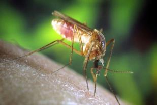 Virus West Nile, AS Uji Coba Vaksin Baru 