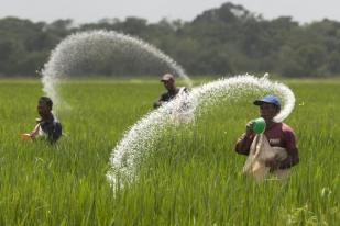 PT Pusri Salurkan 619.754 Ton Pupuk Bersubsidi