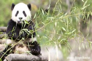 Kebun Binatang Edinburgh Menantikan Kelahiran Anak Panda