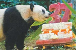 Jia Jia, Panda dengan Rekor Tertua