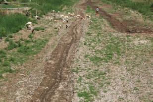 220.000 Hektare Sawah Terdampak El Nino