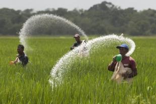 Nilai Tukar Petani Juli 2015 Naik 0,44 Persen