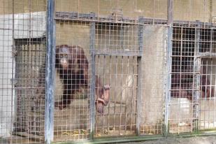 Empat Orangutan di Banyuwangi Tak Terawat Dengan Baik