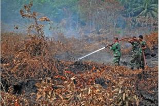 Modal Hutan Indonesia Seluas 134 Juta Hektar