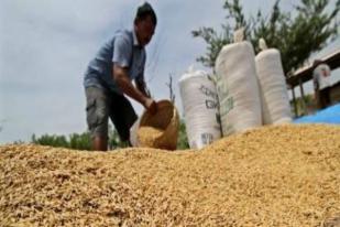 BPS: Harga Gabah Kering Panen di Petani Naik 3,4 Persen