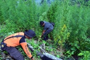 BNN Musnahkan Ladang Ganja Lima Hektare di Aceh