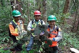 Flora Endemik Jadi Kunci Rehabilitasi Kawasan Pasca Tambang