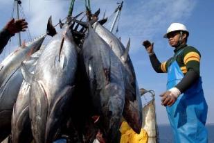 Greenpeace: Praktik Alih Muat Sembunyikan Ikan Ilegal