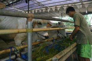 Jokowi Kurban Sapi Ongol 857 Kg di Gunung Kidul