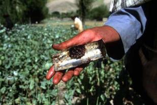 Pertama, Produksi Opium Afganistan Turun