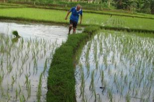 Upah Nominal Harian Buruh Tani Naik 0,13 Persen