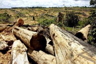 Kementerian LHK Bawa Kisruh Legalitas Kayu ke Rapat Kabinet