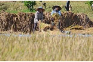 Upah Nominal Harian Buruh Tani Naik 0,17 Persen