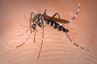 Kenali Perilaku Nyamuk Aedes Aegypti