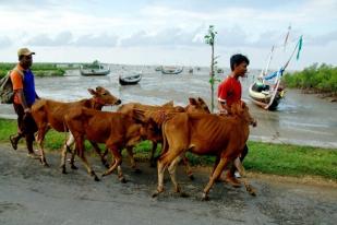 Pemerintah Izinkan Impor Sapi dari Negara yang Belum Bebas PMK