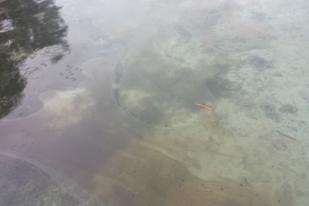 Djarot Kesal Air Pulau Karya Tercemar Limbah Minyak