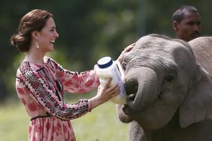 Nasib Gajah di Dunia Terancam Akibat Perdagangan Gading