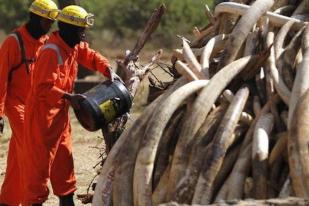 Kenya Bakar 105 Ton Gading Gajah Ilegal 