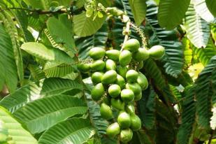 Matoa, Buah Unggul dari Papua