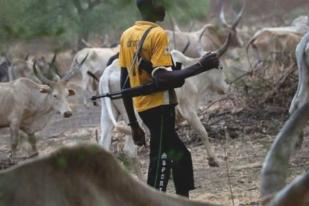 Ekstremis Fulani Tewaskan  Kristen Nigeria