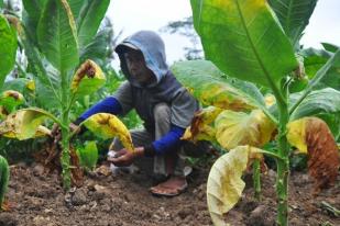 Kemenkeu Belum Tetapkan Harga Jual Rokok Terbaru