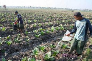 Tanaman Tembakau Magetan Rusak Akibat Anomali Cuaca