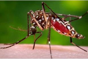 Virus Zika Diturunkan Oleh Nyamuk Dewasa