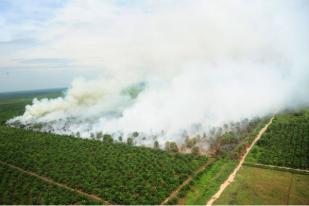 Singapura Buat UU Pidanakan WNI Pembakar lahan