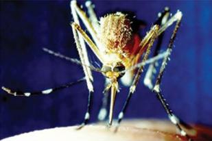 Pengembangan Obat Malaria dan TBC Tertinggal