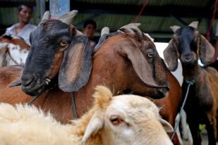 Ada Mitos Terkait Konsumsi Daging Kambing