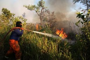 Dalam Dua Tahun, Ada 480 Laporan Karhutla