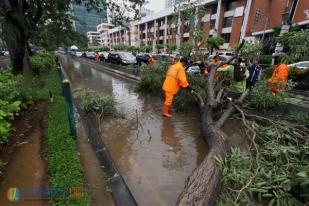 Pemerintah Galakkan Langkah Cegah Pohon Tumbang