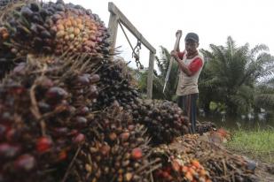 AI: Hak Asasi Pekerja di Perkebunan Sawit Indonesia Dilanggar