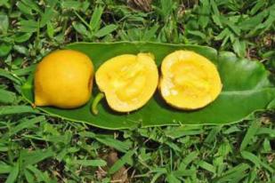 Asam Kandis, Kerabat Manggis Penyedap Masakan