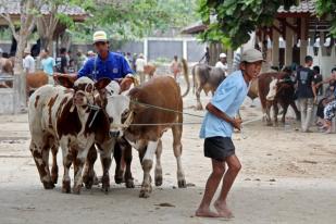 Jelang Idul Adha, Harga Jual Sapi Naik