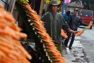 Pedagang Wortel untuk Hewan TSI