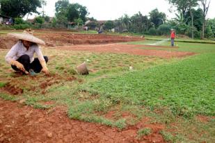 Penjualan Rumput untuk Perumahan Naik 70-80 Persen